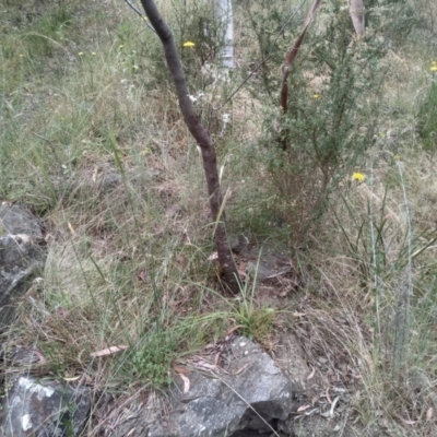 Arthropodium milleflorum (Vanilla Lily) at Cooma North Ridge Reserve - 31 Dec 2022 by mahargiani