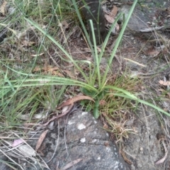 Arthropodium milleflorum at Cooma, NSW - 31 Dec 2022 02:20 PM