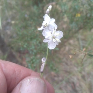 Arthropodium milleflorum at Cooma, NSW - 31 Dec 2022 02:20 PM