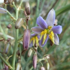 Dianella sp. aff. longifolia (Benambra) at Cooma, NSW - 31 Dec 2022