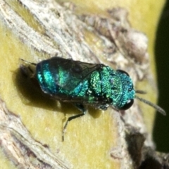 Chrysididae (family) (Cuckoo wasp or Emerald wasp) at Spence, ACT - 31 Dec 2022 by JudithRoach