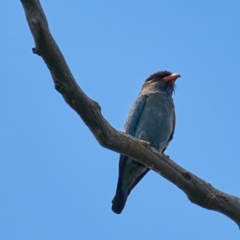 Eurystomus orientalis (Dollarbird) at Mount Ainslie - 31 Dec 2022 by MichaelJF