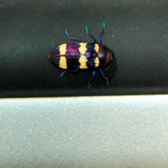 Castiarina vicina (Vicina jewel beetle) at Molonglo Valley, ACT - 17 Dec 2010 by Miranda
