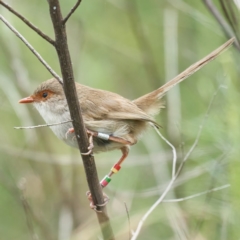 Malurus cyaneus (Superb Fairywren) at Pialligo, ACT - 31 Dec 2022 by MichaelJF