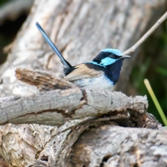 Malurus cyaneus at Pialligo, ACT - 31 Dec 2022