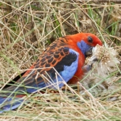 Platycercus elegans (Crimson Rosella) at Mount Ainslie - 31 Dec 2022 by MichaelJF