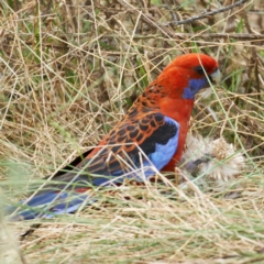 Platycercus elegans at Pialligo, ACT - 31 Dec 2022 01:31 PM