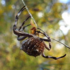 Backobourkia sp. (genus) (An orb weaver) at Lions Youth Haven - Westwood Farm A.C.T. - 31 Dec 2022 by HelenCross