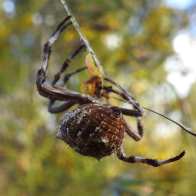 Backobourkia sp. (genus) (An orb weaver) at Kambah, ACT - 31 Dec 2022 by HelenCross
