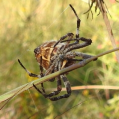 Backobourkia sp. (genus) at Kambah, ACT - 31 Dec 2022