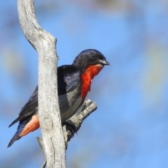 Dicaeum hirundinaceum (Mistletoebird) at Kambah, ACT - 31 Dec 2022 by HelenCross