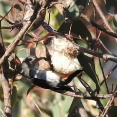 Dicaeum hirundinaceum at Kambah, ACT - suppressed