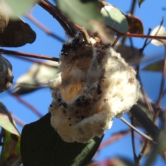 Dicaeum hirundinaceum at Kambah, ACT - suppressed