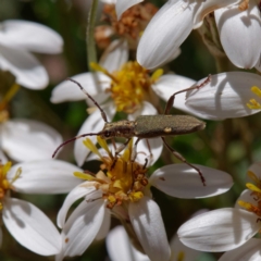 Pempsamacra pygmaea (Longhorn beetle) at Namadgi National Park - 26 Dec 2022 by DPRees125