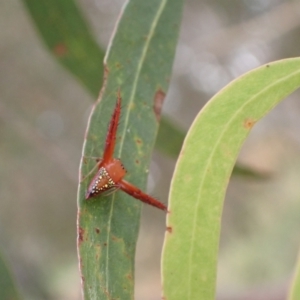 Arkys walckenaeri at Murrumbateman, NSW - 31 Dec 2022