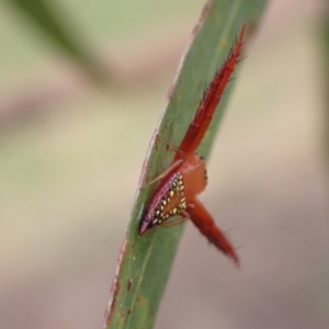 Arkys walckenaeri at Murrumbateman, NSW - 31 Dec 2022