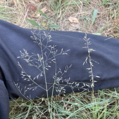 Eragrostis brownii (Common Love Grass) at Higgins Woodland - 31 Dec 2022 by MattM