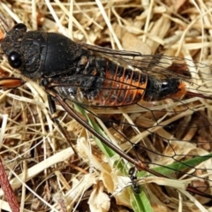 Yoyetta robertsonae (Clicking Ambertail) at Crooked Corner, NSW - 6 Dec 2019 by Milly