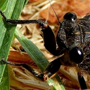 Yoyetta robertsonae at Crooked Corner, NSW - 7 Dec 2019 10:03 AM