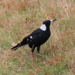 Gymnorhina tibicen (Australian Magpie) at Kambah, ACT - 31 Dec 2022 by MatthewFrawley