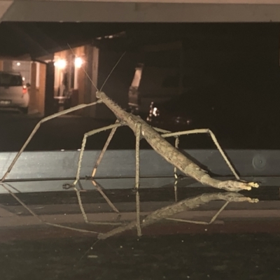Phasmatodea (order) (Unidentified stick insect) at Wyong, NSW - 31 Dec 2022 by Crash