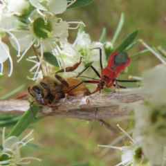 Gminatus australis (Orange assassin bug) at Mount Taylor - 31 Dec 2022 by MatthewFrawley