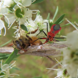 Gminatus australis at Kambah, ACT - 31 Dec 2022 02:11 PM