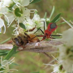 Gminatus australis (Orange assassin bug) at Kambah, ACT - 31 Dec 2022 by MatthewFrawley