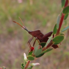 Amorbus sp. (genus) (Eucalyptus Tip bug) at Kambah, ACT - 31 Dec 2022 by MatthewFrawley