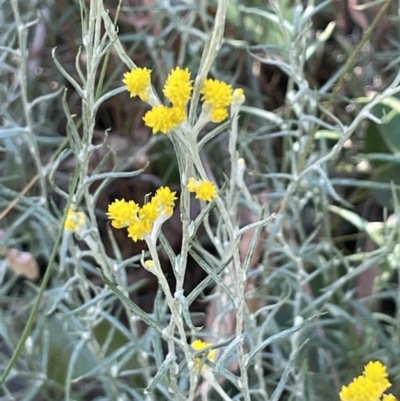 Chrysocephalum apiculatum (Common Everlasting) at Broadway TSR N.S.W. - 27 Dec 2022 by JaneR