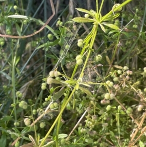 Galium aparine at Bungendore, NSW - 28 Dec 2022 04:25 PM