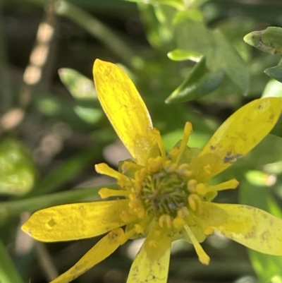 Ranunculus papulentus (Large River Buttercup) at Bungendore, NSW - 28 Dec 2022 by JaneR