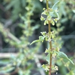 Rumex conglomeratus (Clustered Dock) at Bungendore, NSW - 28 Dec 2022 by JaneR