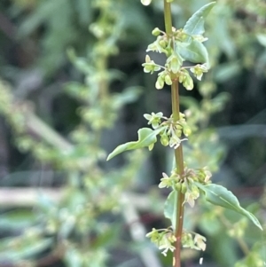 Rumex conglomeratus at Bungendore, NSW - 28 Dec 2022 04:36 PM