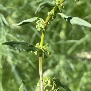 Rumex conglomeratus at Bungendore, NSW - 28 Dec 2022 04:36 PM