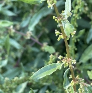 Rumex conglomeratus at Bungendore, NSW - 28 Dec 2022 04:36 PM