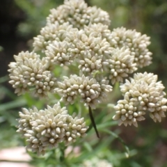 Cassinia aculeata subsp. aculeata (Dolly Bush, Common Cassinia, Dogwood) at Namadgi National Park - 28 Dec 2022 by drakes