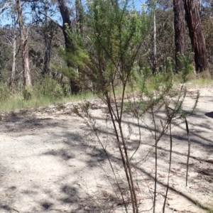 Cassinia aculeata subsp. aculeata at Cotter River, ACT - 28 Dec 2022