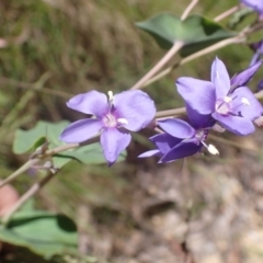 Veronica perfoliata (Digger's Speedwell) at Cotter River, ACT - 28 Dec 2022 by drakes