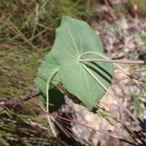 Veronica perfoliata at Cotter River, ACT - 28 Dec 2022