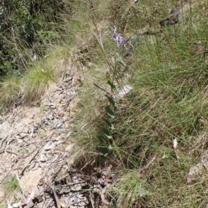 Veronica perfoliata at Cotter River, ACT - 28 Dec 2022