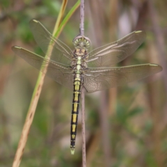 Orthetrum caledonicum (Blue Skimmer) at Mount Taylor - 31 Dec 2022 by MatthewFrawley