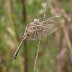 Orthetrum caledonicum at Kambah, ACT - 31 Dec 2022 02:29 PM