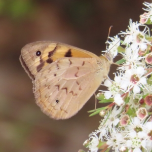 Heteronympha merope at Kambah, ACT - 31 Dec 2022