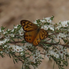 Heteronympha merope at Kambah, ACT - 31 Dec 2022