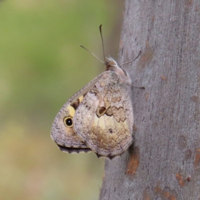 Geitoneura klugii (Marbled Xenica) at Mount Taylor - 31 Dec 2022 by MatthewFrawley