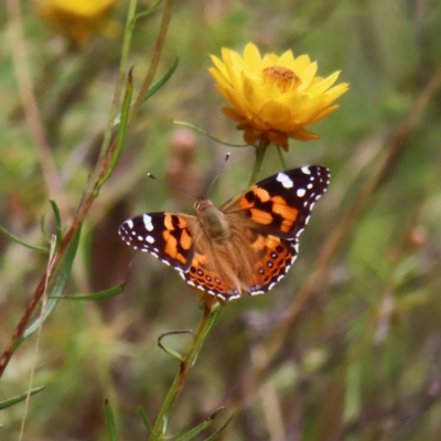 Vanessa kershawi (Australian Painted Lady) at Mount Taylor - 31 Dec 2022 by MatthewFrawley