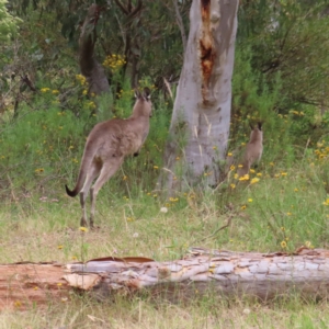 Macropus giganteus at Kambah, ACT - 31 Dec 2022 02:47 PM