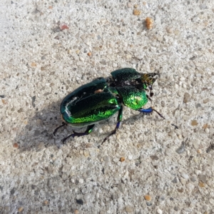 Lamprima aurata at Garran, ACT - 31 Dec 2022