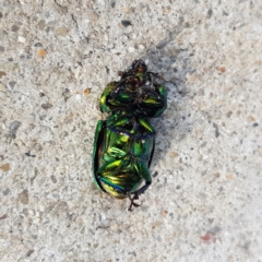 Lamprima aurata at Garran, ACT - 31 Dec 2022 05:35 PM